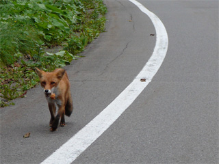 野生生物事故目撃報告